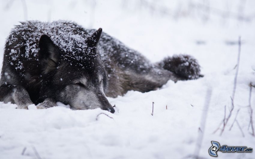 översnöad varg, varg i snö, sömn