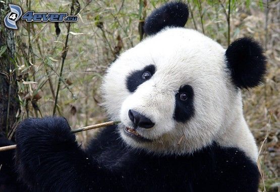 panda, djur