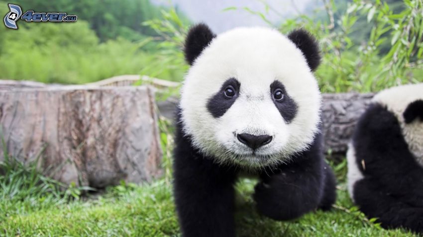panda, unge