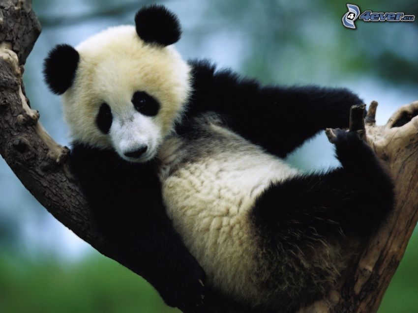 Panda i träd