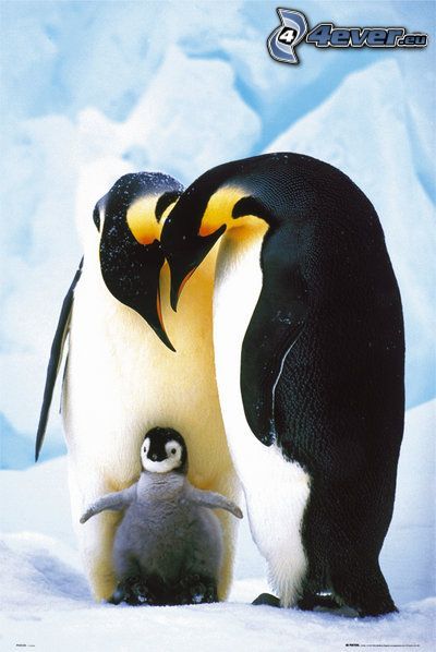 pingvin och dens unge