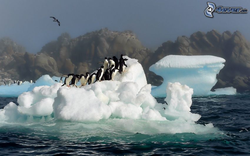 pingviner, glaciär