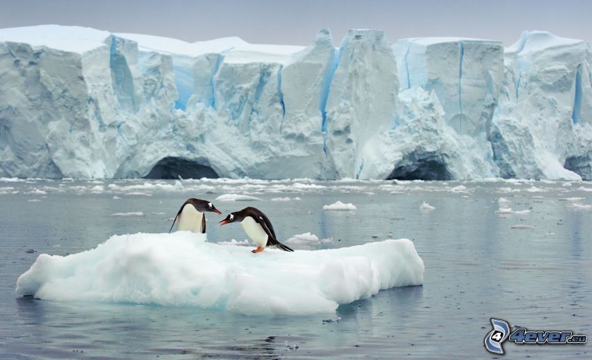 pingviner, isflak, glaciärer, Norra Ishavet