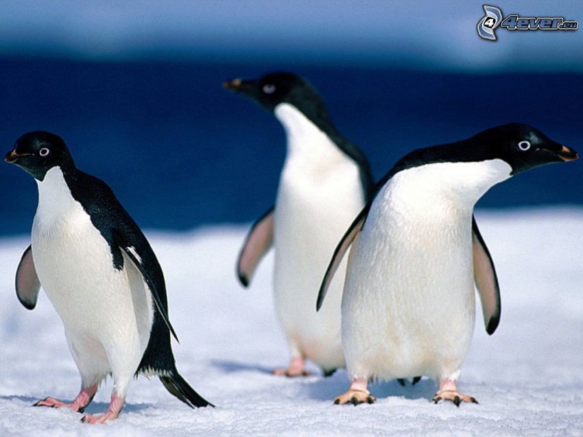 pingviner, snö