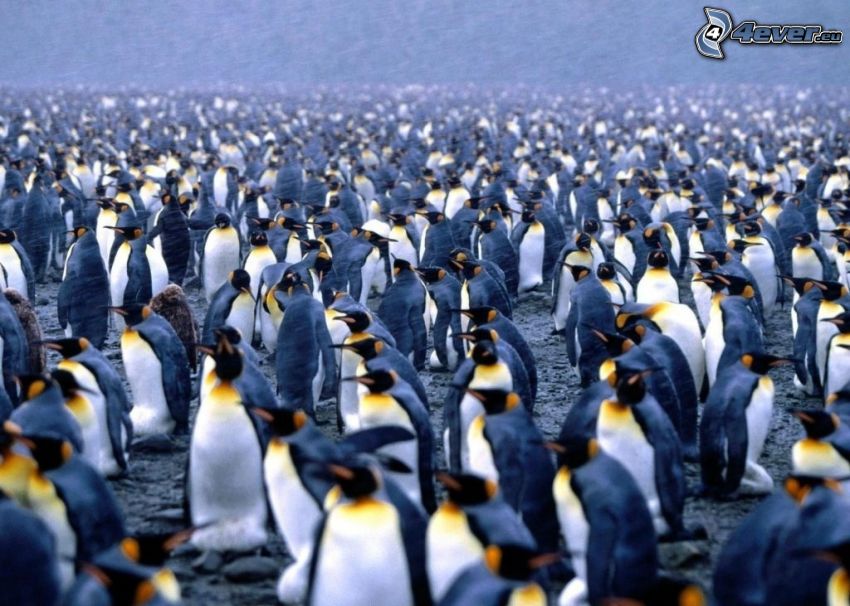 pingviner