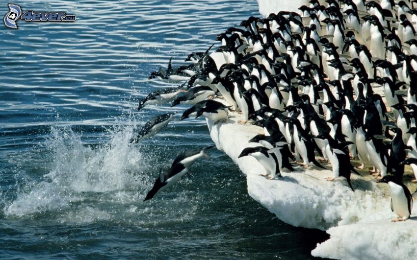pingviner som hoppar i vattnet, isflak, plask