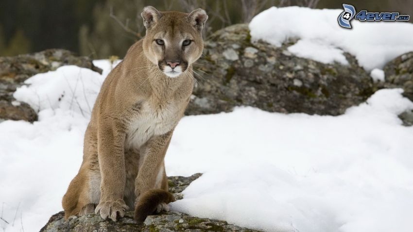 puma, snö