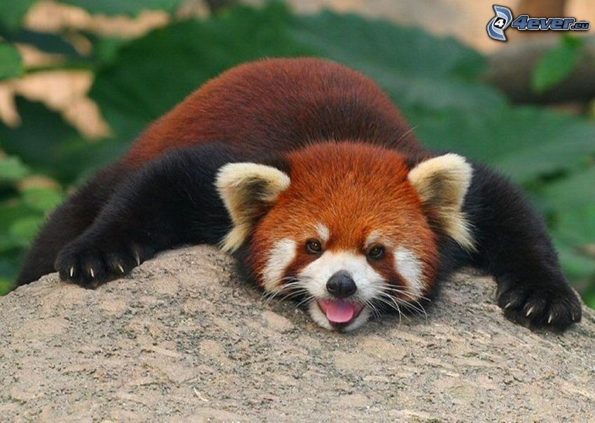 röd panda