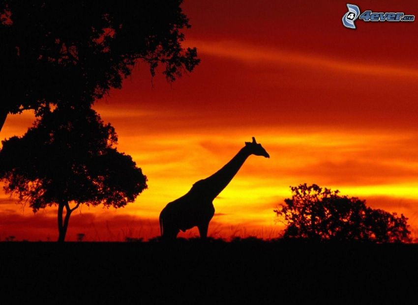 silhuett av giraff, siluetter av träd, efter solnedgången, orange himmel