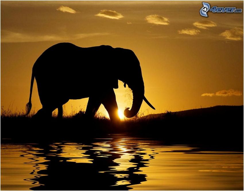 silhuetter av elefanter, elefant, solnedgång, vatten