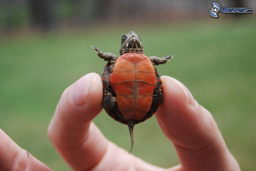 sköldpadda, unge, hand