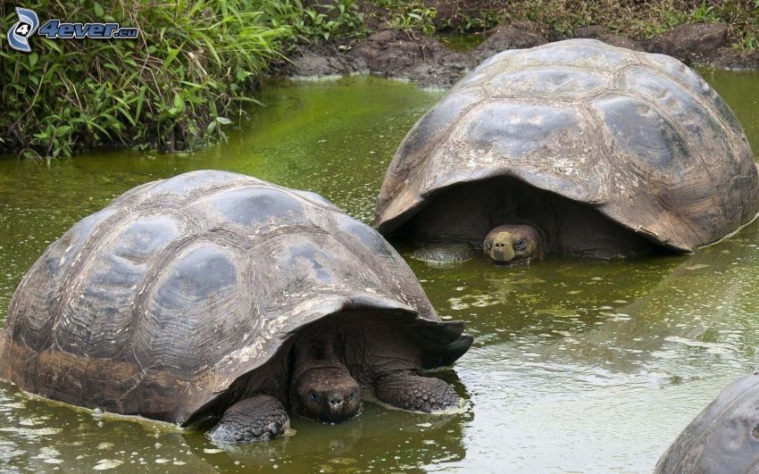 sköldpaddor, vatten