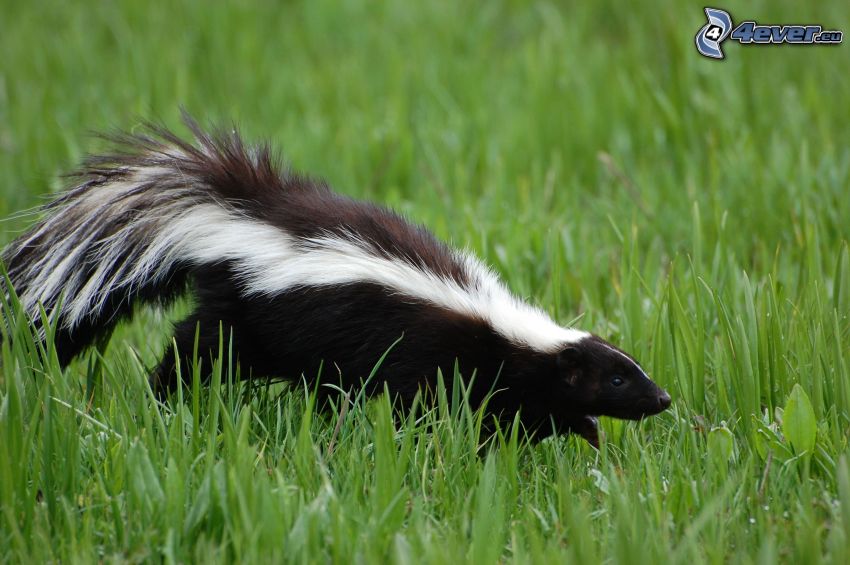 skunk, gräs