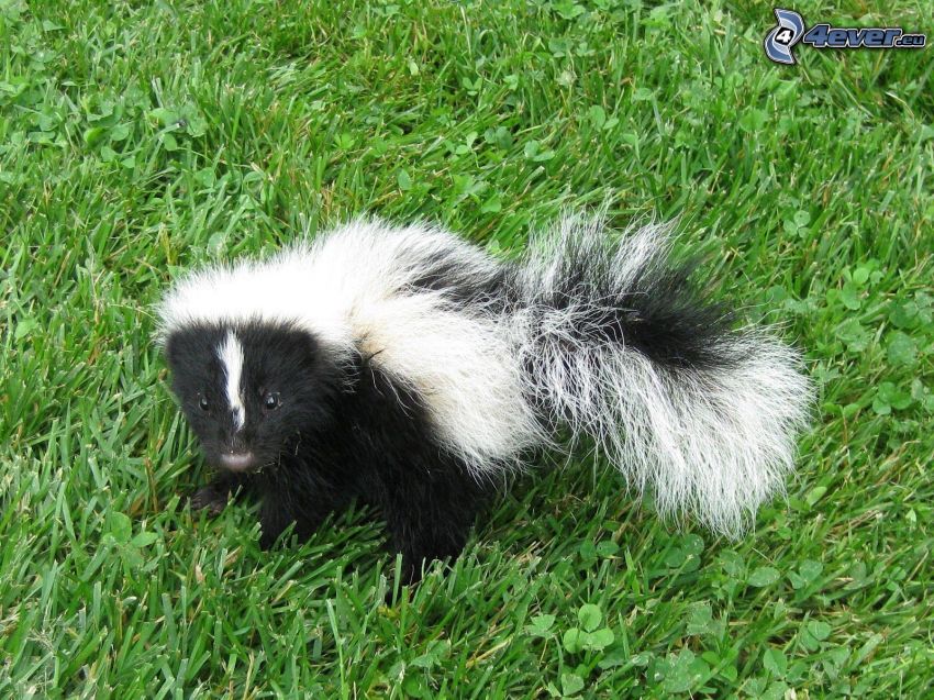skunk, gräs
