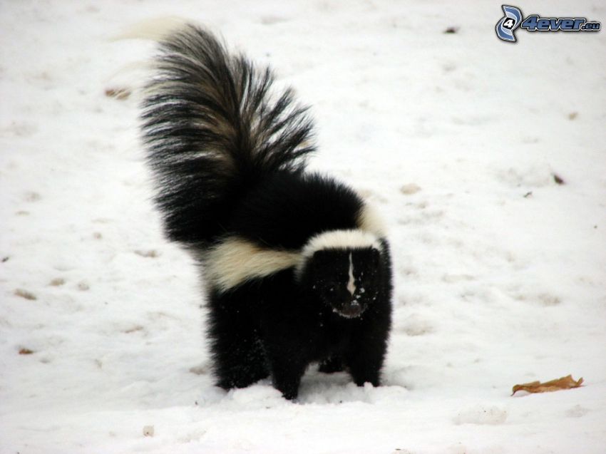 skunk, snö