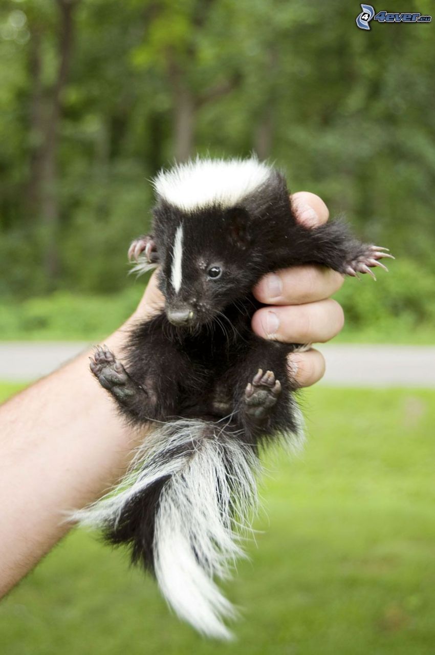 skunk, unge, hand