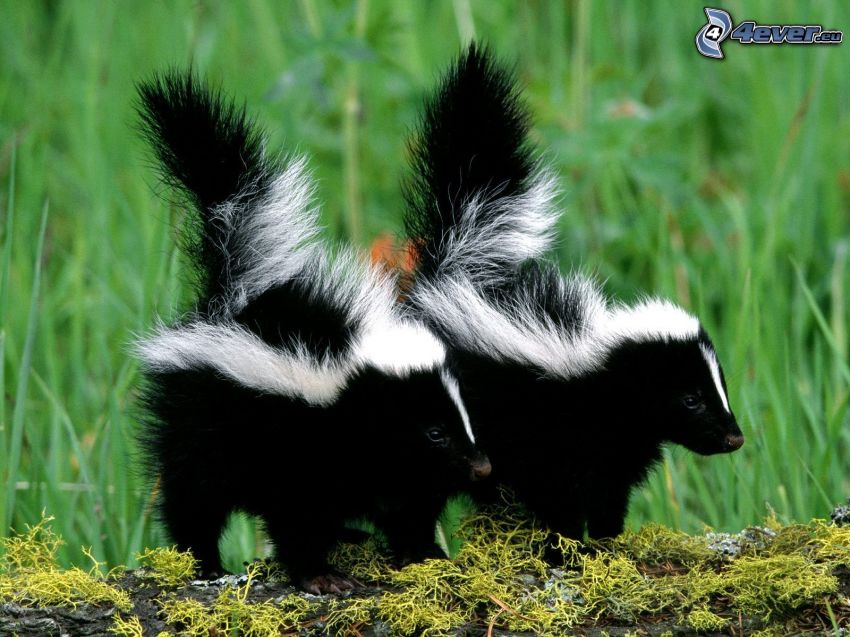 skunkar