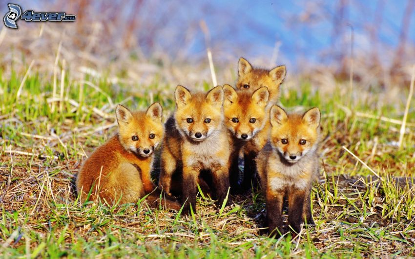 små rävar, ungar