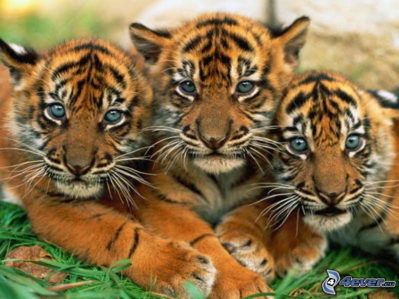 små tigerungar