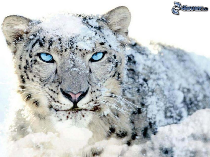 snöleopard, blå ögon, snö
