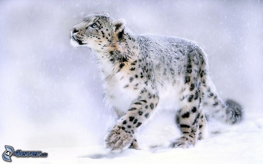 snöleopard, snö