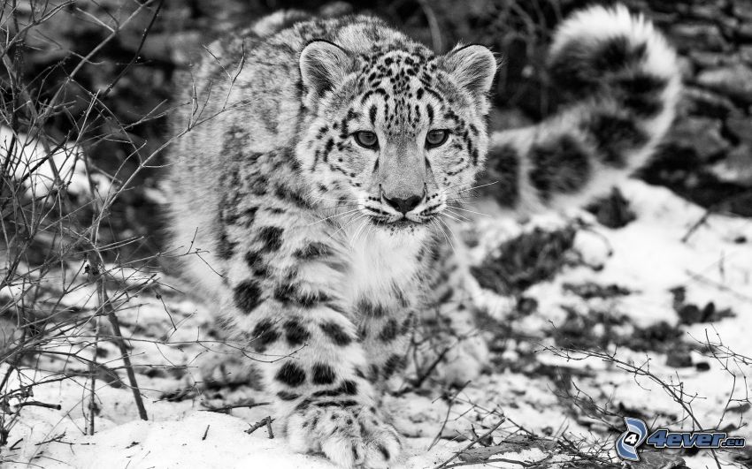snöleopard, svartvitt foto