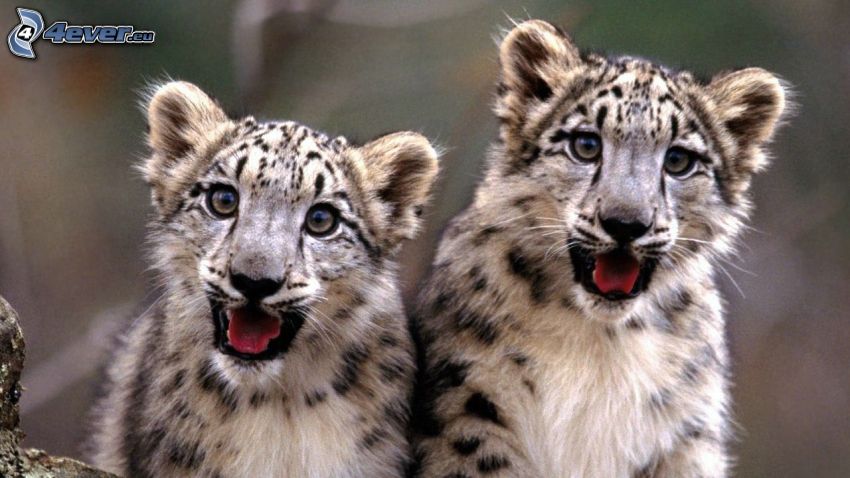 snöleopard, ungar, leoparder