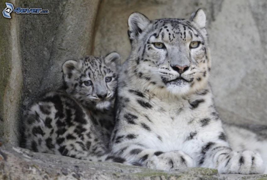 snöleoparder, unge