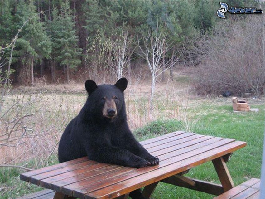 svart björn, bord
