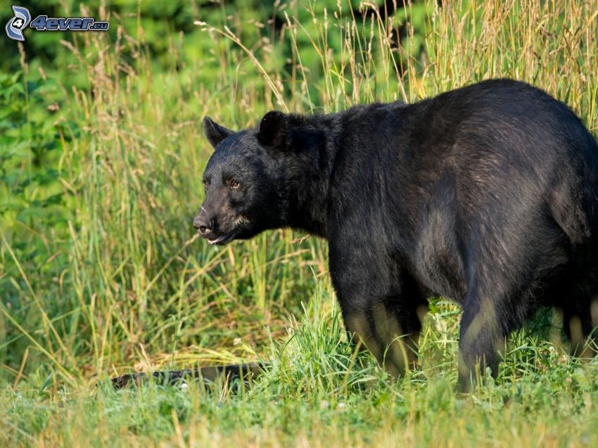 svart björn, högt gräs