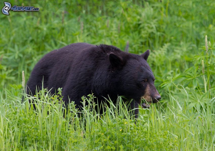 svart björn, högt gräs