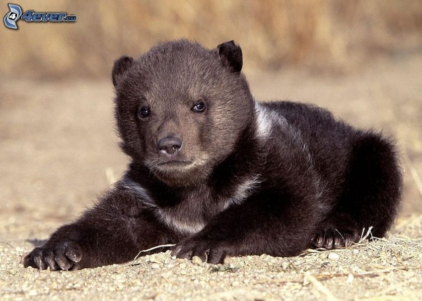 svart björn, unge