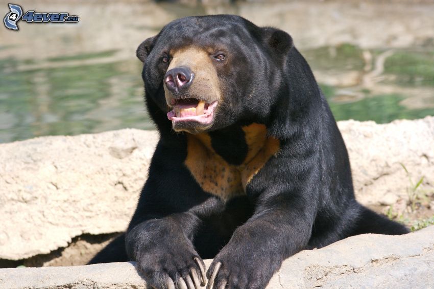svart björn