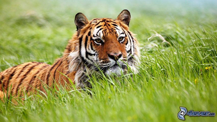 tiger, gräs