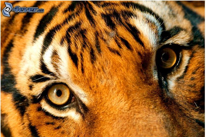 tiger, ögon