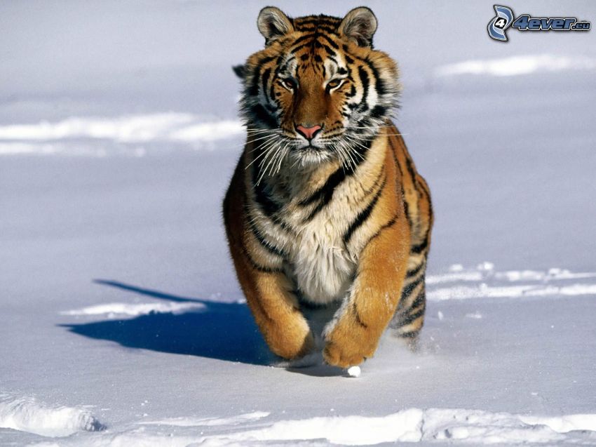 tiger, snö, springa, vinter