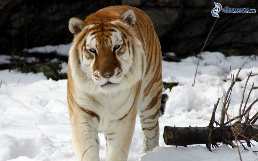 tiger, snö