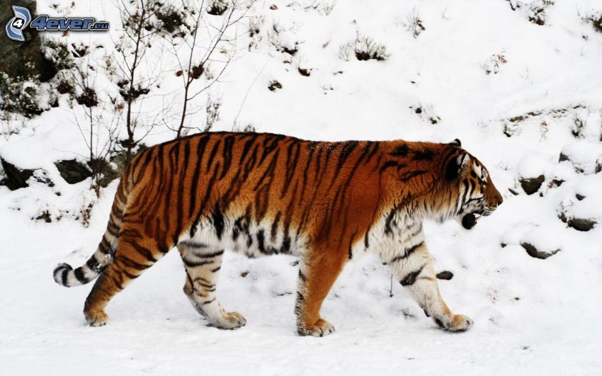 tiger, snö
