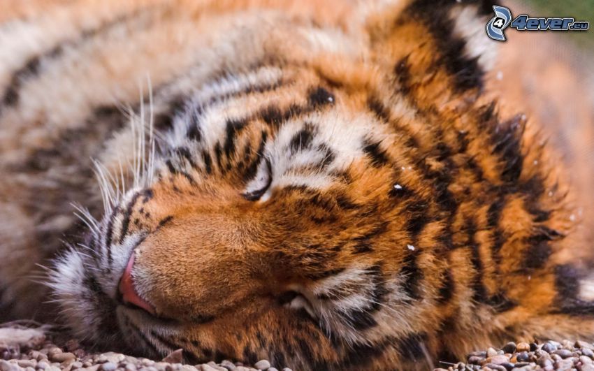 tiger, sömn