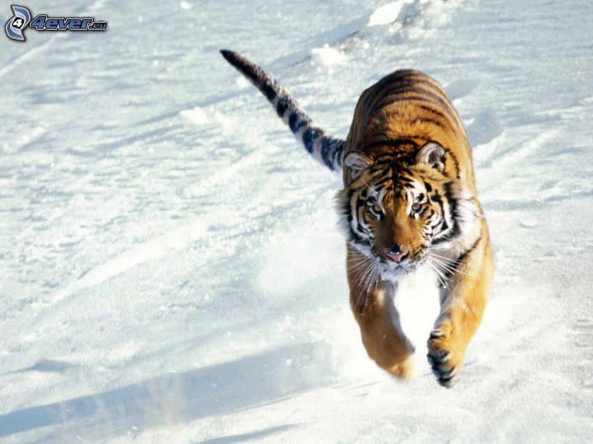tiger, springa, snö