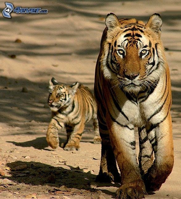 tiger, unge, liten tiger, sand