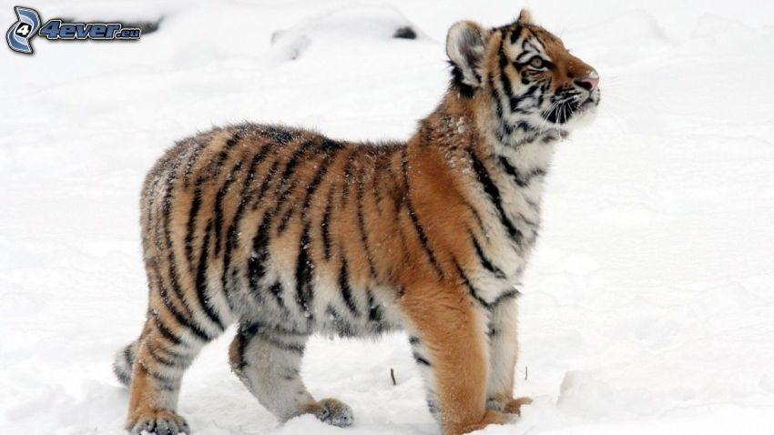tiger, unge, snö