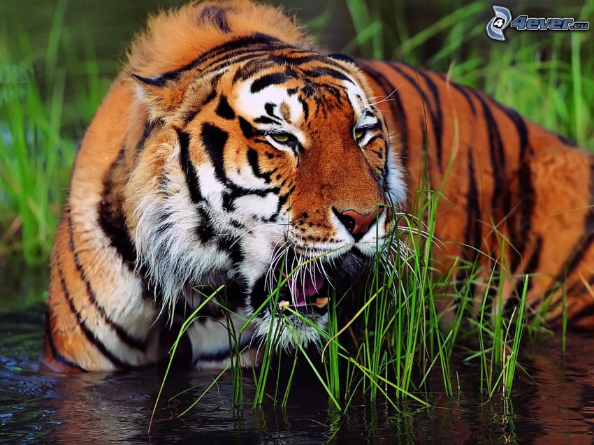 tiger, vatten, gräs