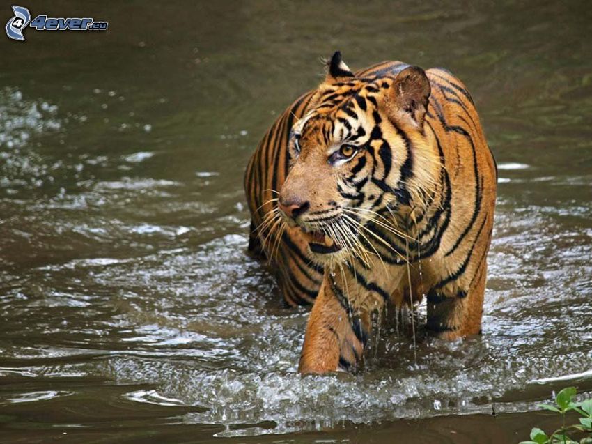 tiger i vatten
