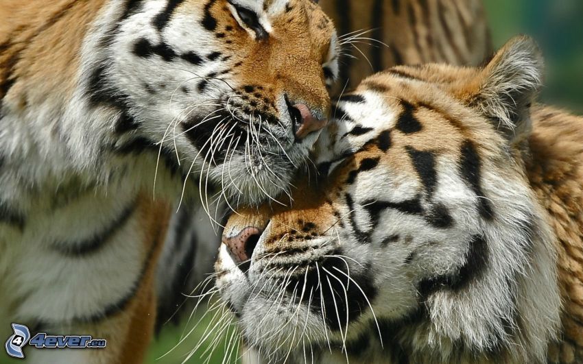 tigrar, kärlek
