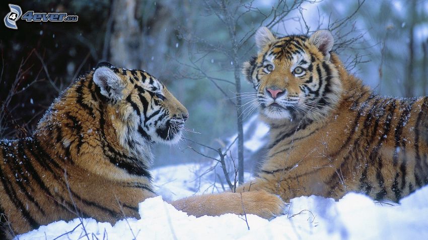 tigrar, snö