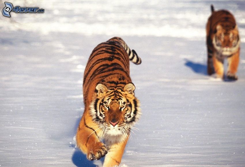 tigrar, snö