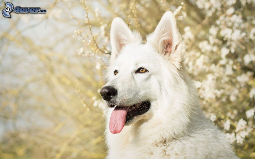 Vit herdehund, räcka ut tungan, vit hund