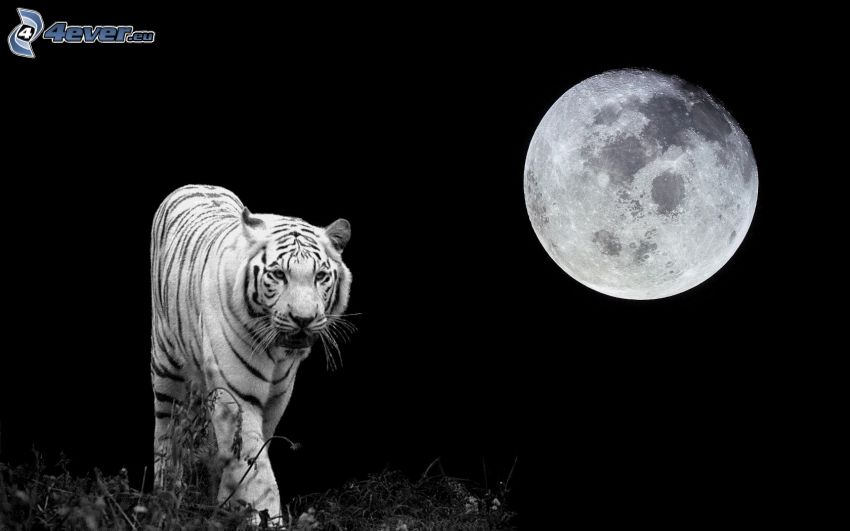 vit tiger, fullmåne