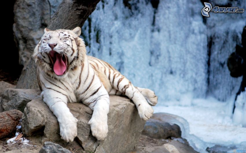 vit tiger, klippor, vattenfall